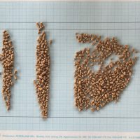 High Protein Crispy for Bar Industry